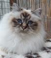Chocolate tabby point volwassen #catterycyliyana
